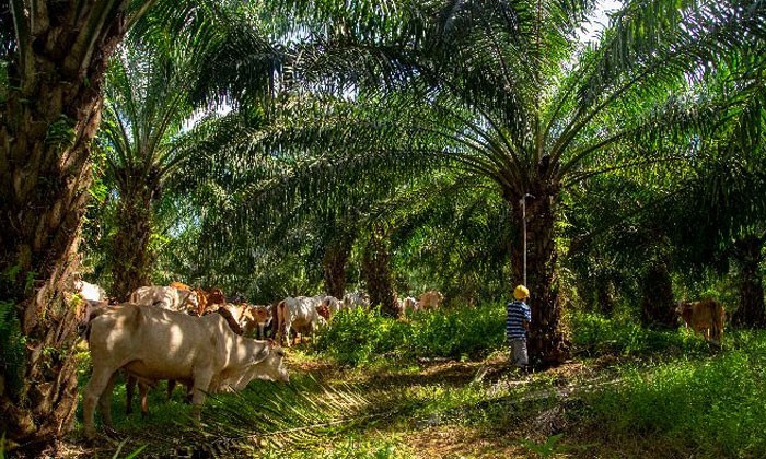 
																															Cattle grazing in PT BKB's palm oil plantation in South Kalimantan
															