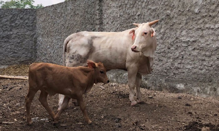 
																															Third Generation Cows for Sumarjono
															