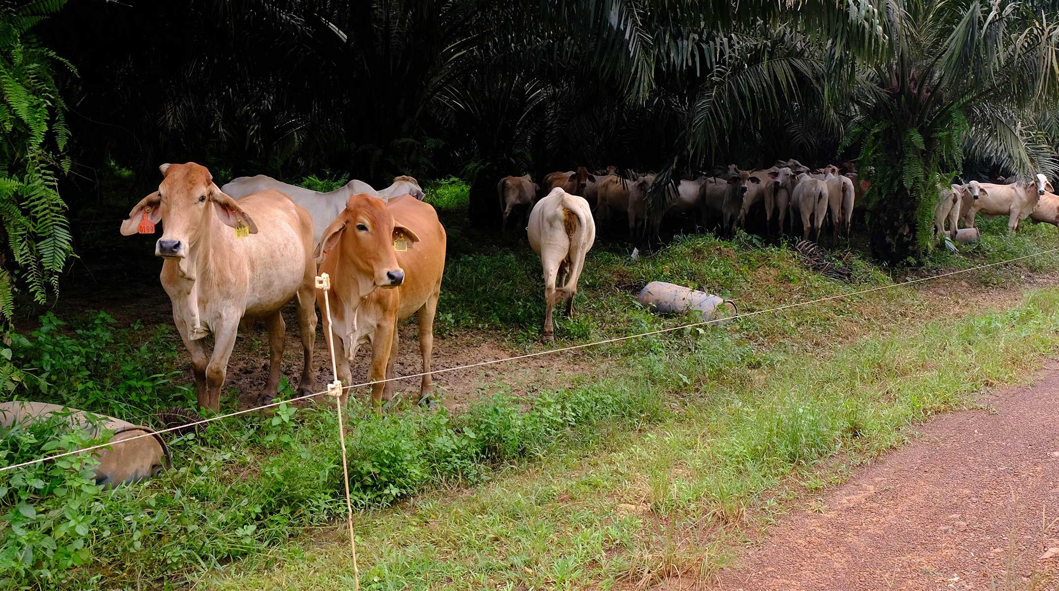 Waiting for my supplement – cows under palm, Central Kalimantan