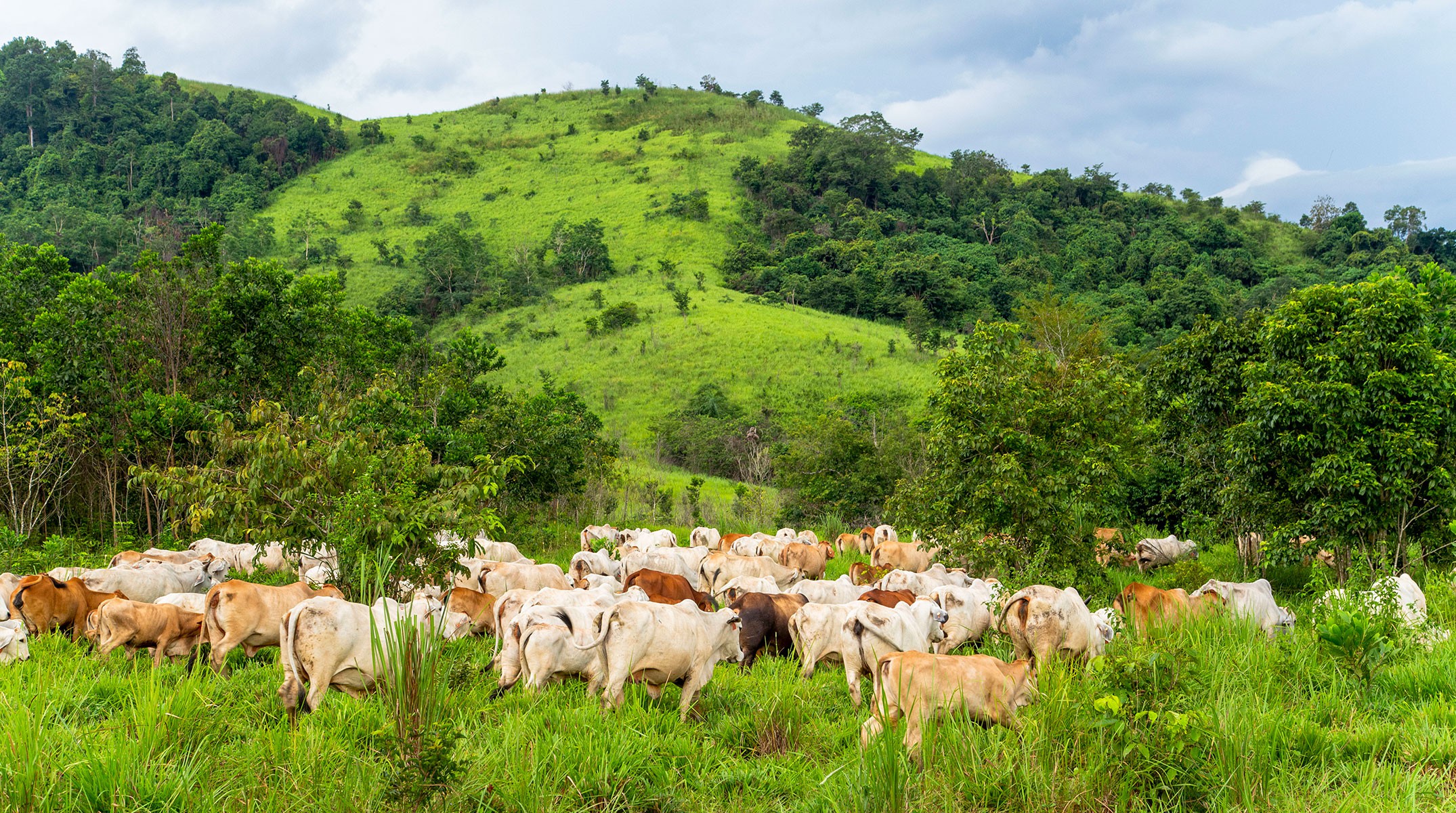 Cattle Grazing in PT CAP in South Kalimantan