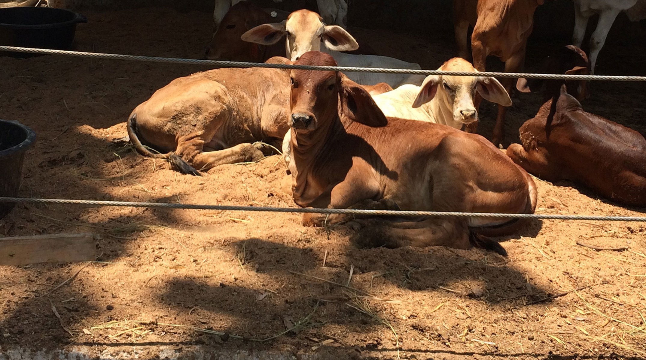 Healthy calves in a creep – SPR MJ, East Java