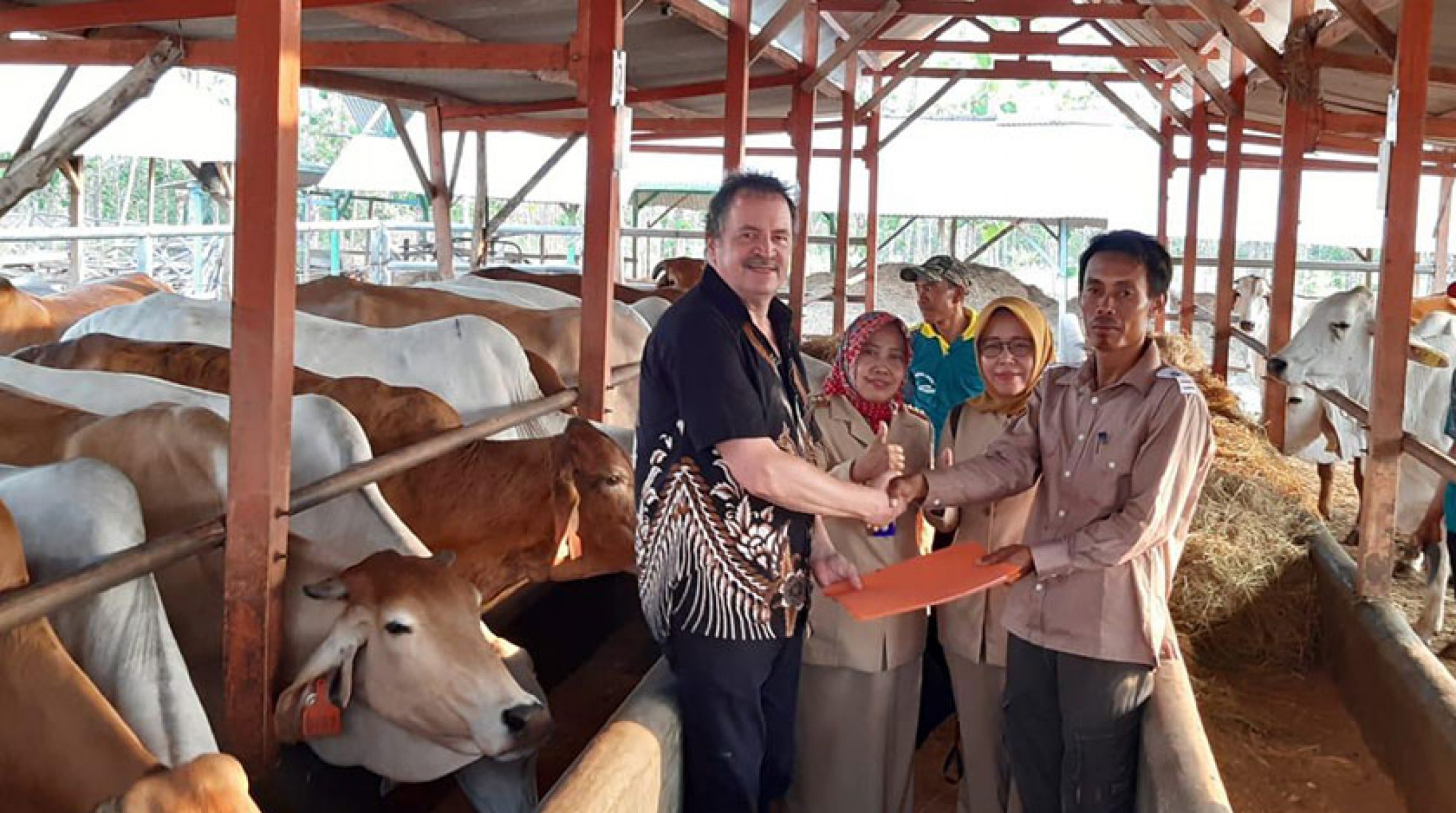 Sentra Peternakan Rakyat (SPR) Mega Jaya Bojonegoro Successfully Breeds Australian Brahman Cross Cattle