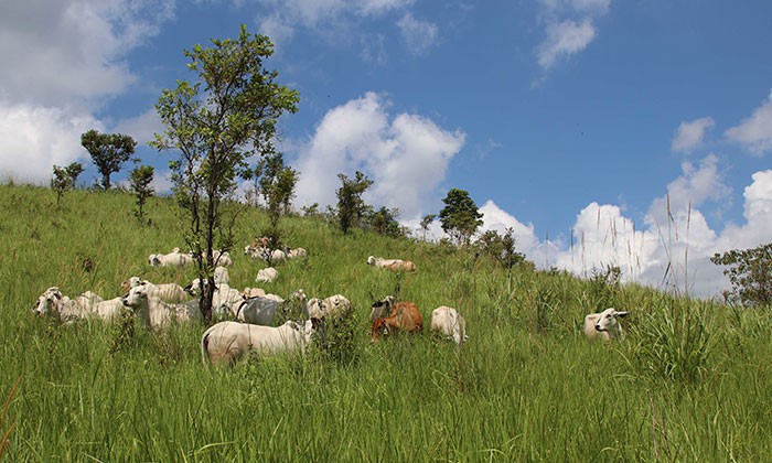 
																															Open grazing – High Level Performance at Low Cost
															