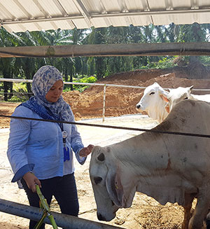 Yulissa is examining the project cattle
