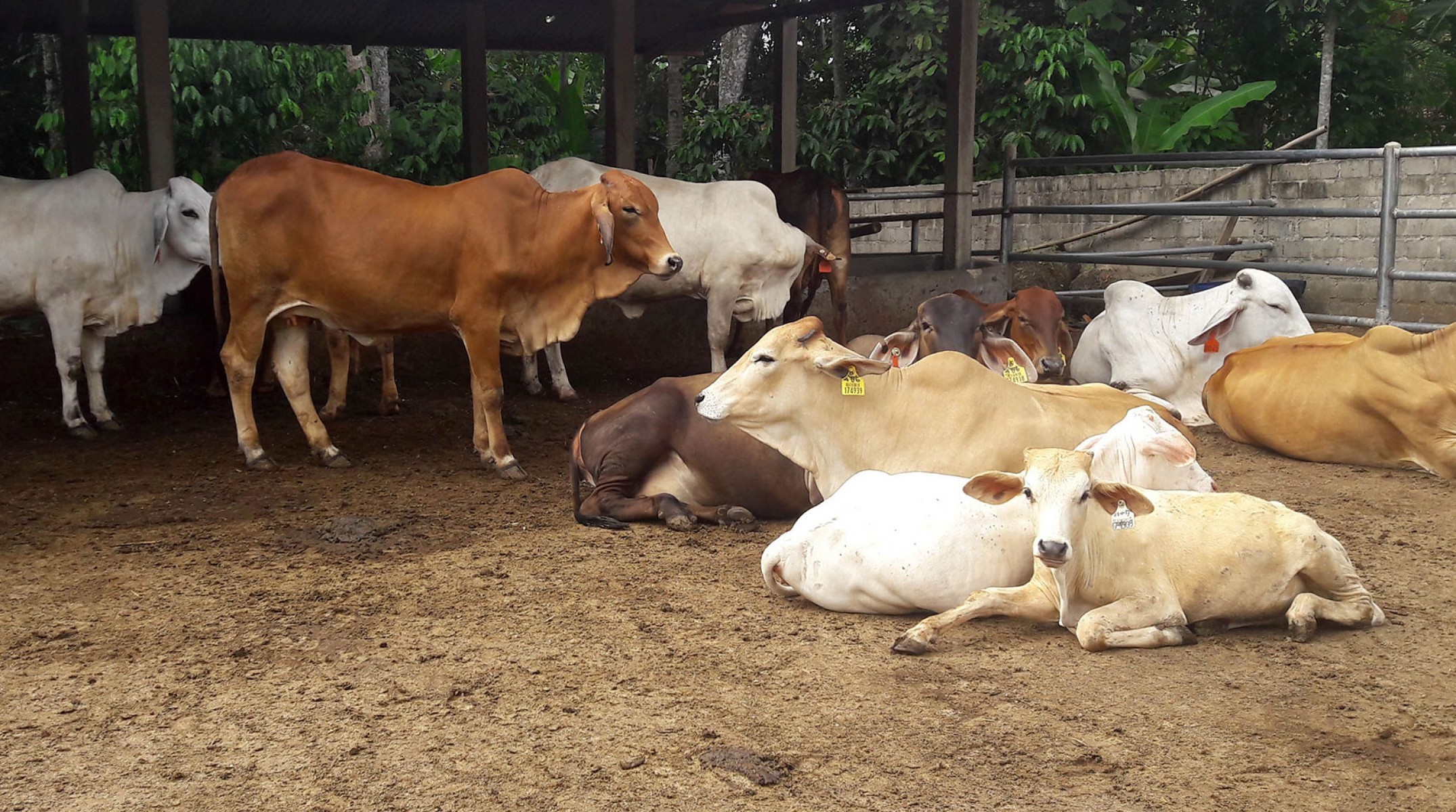 Cows and calves ready to wean at KPT MS – South Lampung