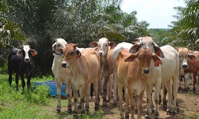 
																															Commercializing Cattle Breeding
															