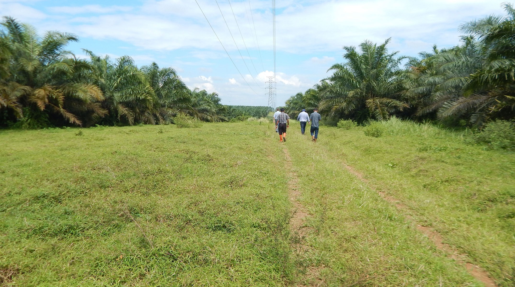 Grazing opportunities, Pasture to develop – SUJ, North Lampung